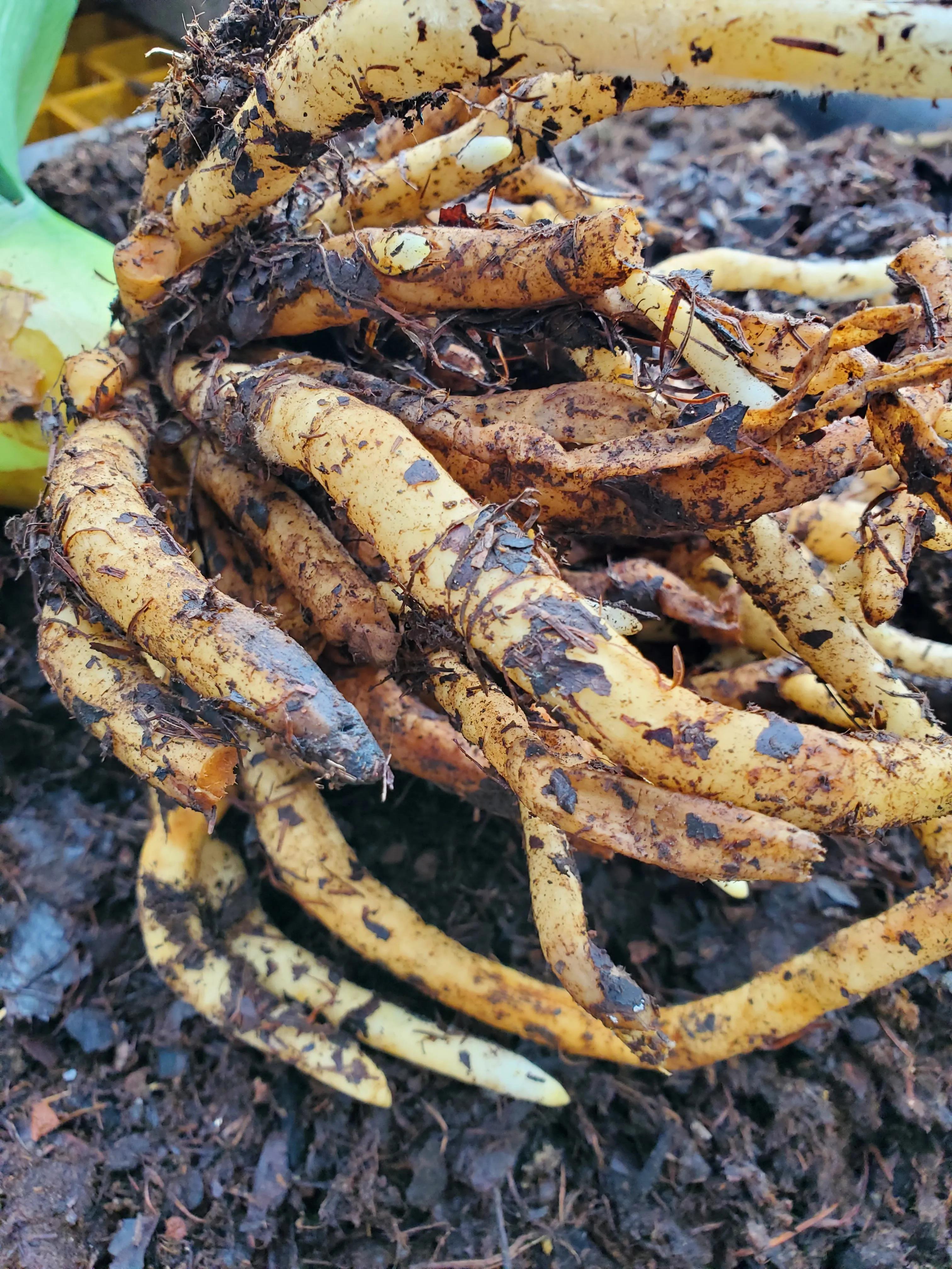 君子兰茎腐病可以用多菌灵吗,君子兰腐叶病怎么处理