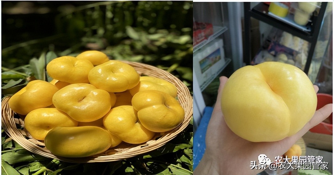 优质果树苗木品种介绍,最好的新品种苹果苗木