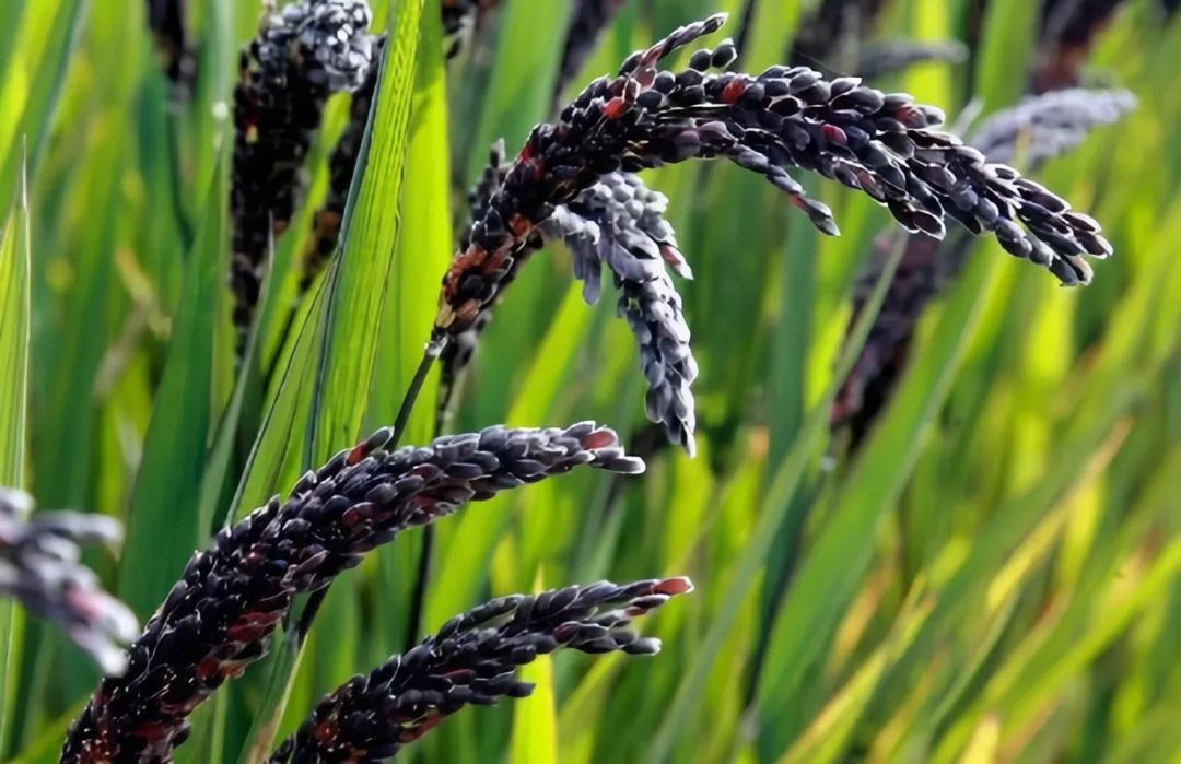 五谷杂粮食物图片大全大图,五谷杂粮图片大全大图真实