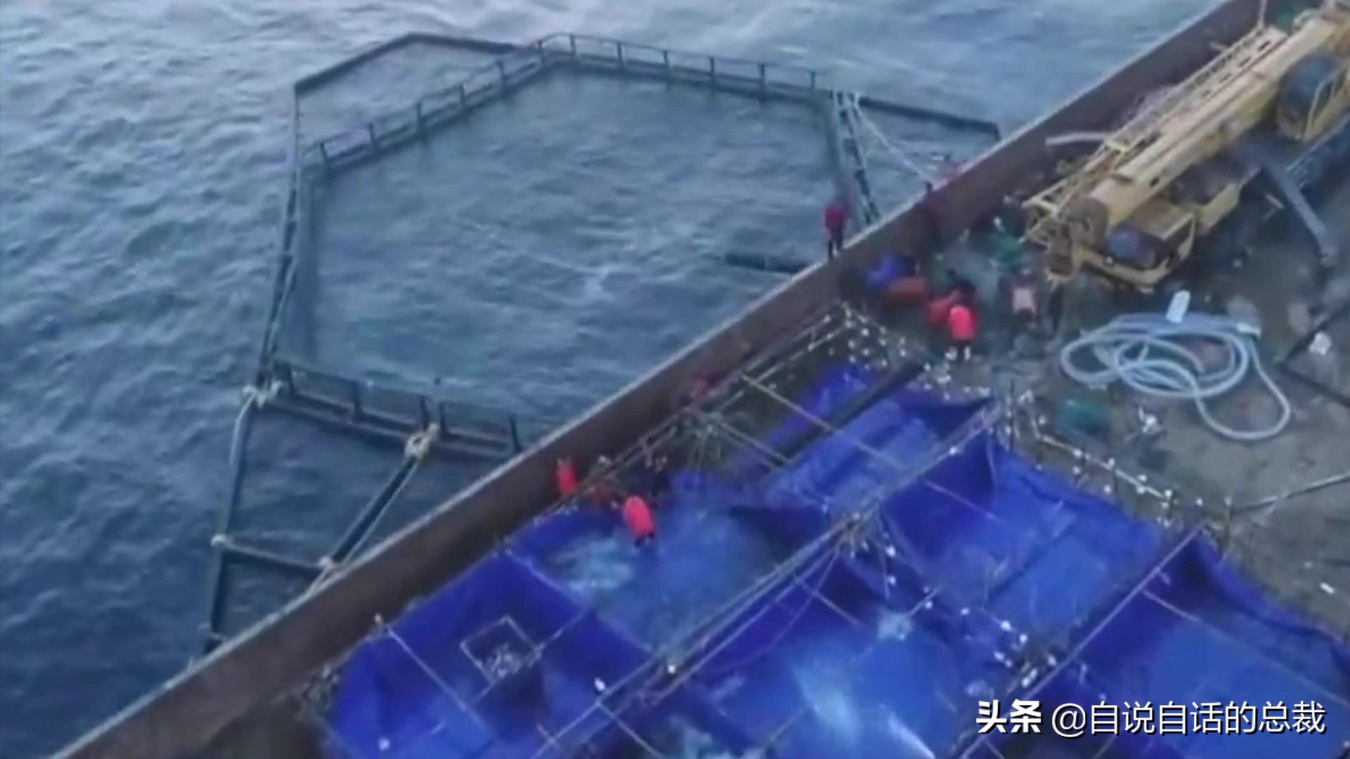 三文鱼水光真假分辨,哪种才是真正的三文鱼