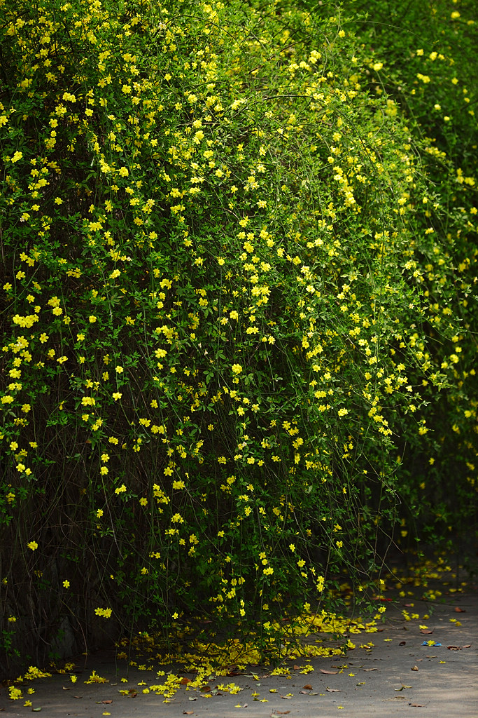 视觉盛宴五种赏花名花供您选择,春天十种最美的花介绍
