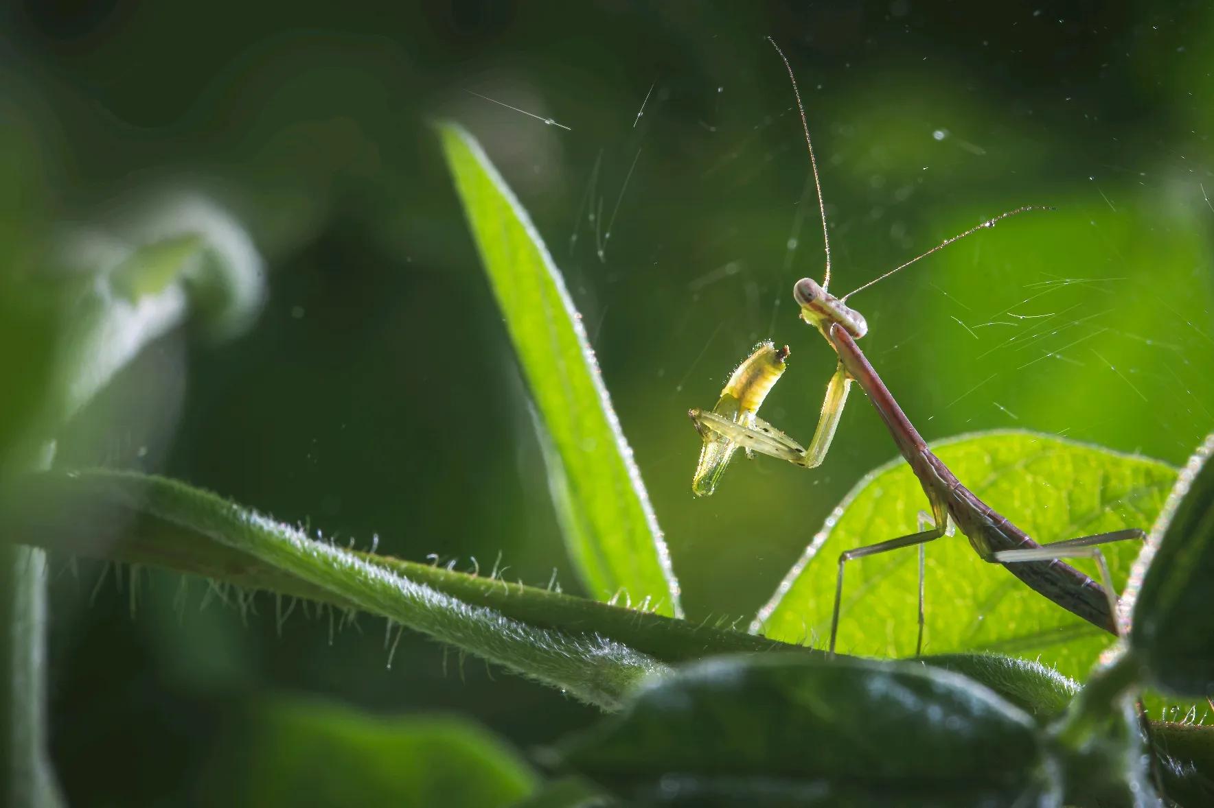 世界上最凶残的几种昆虫视频,最强大最残暴的昆虫