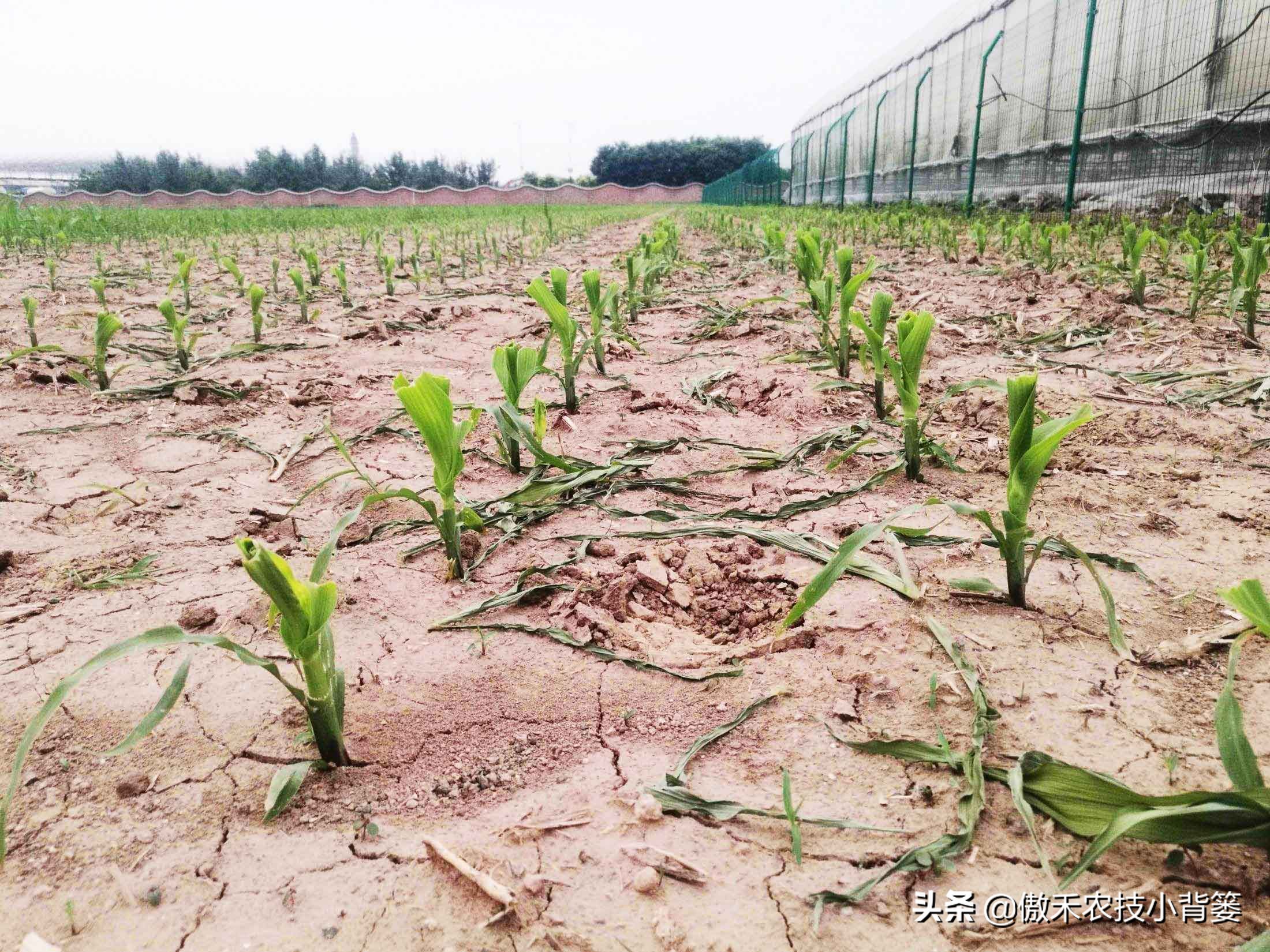 玉米根部出现畸形的原因,玉米卷叶头歪怎么办