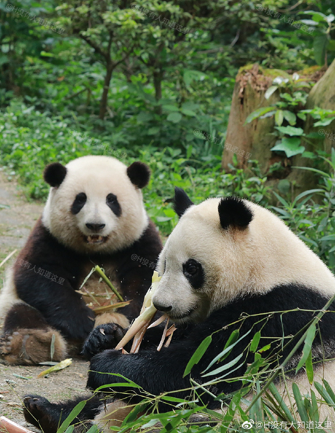 花花：接住谭爷爷给的小苹果，仿佛接住了整个世界。