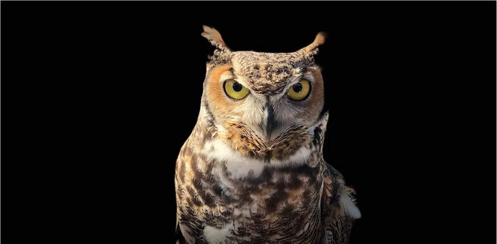 哪些动物的大脑发育得最快,最聪明的动物智力