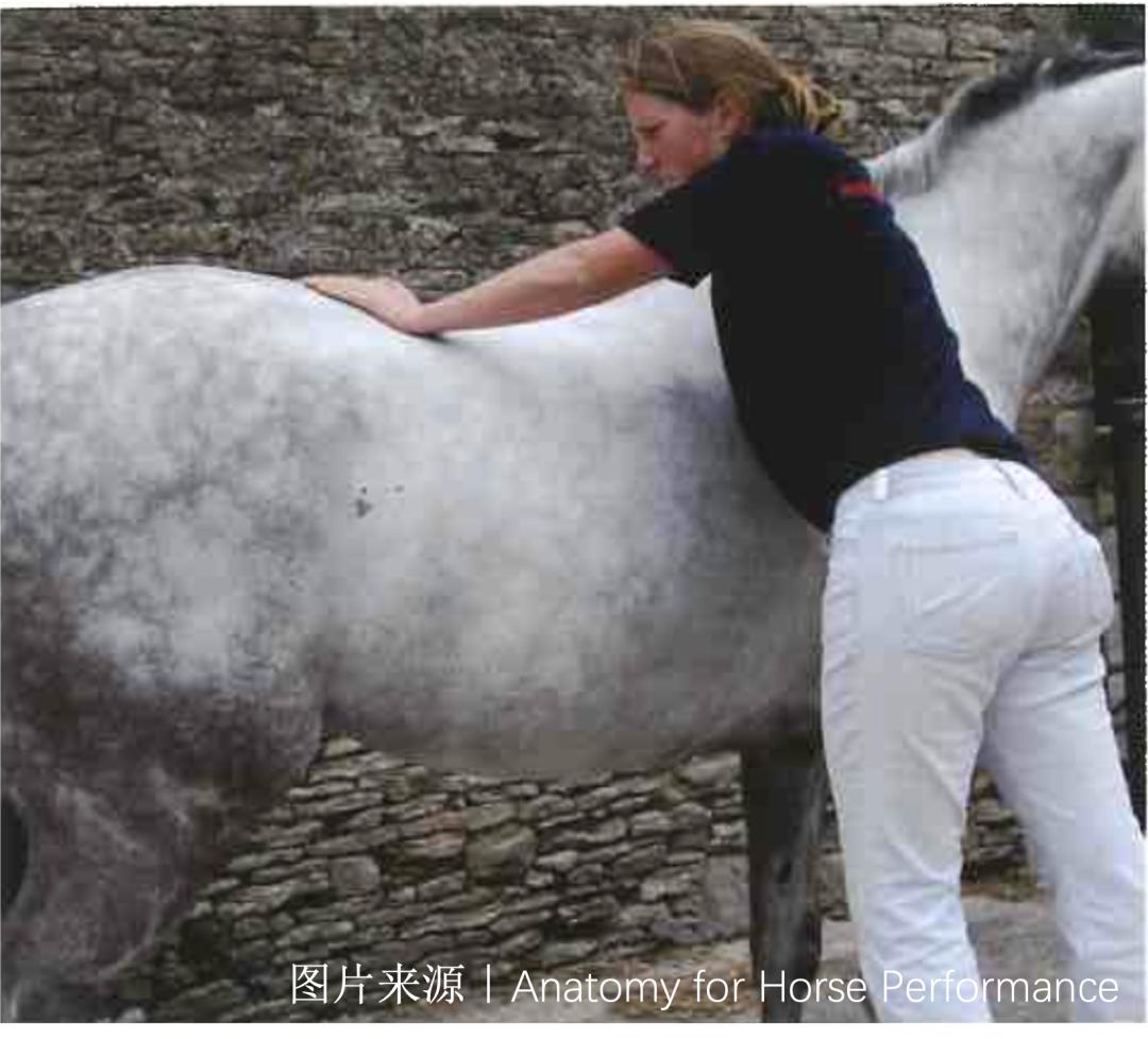 马的神经系统,马功能性训练