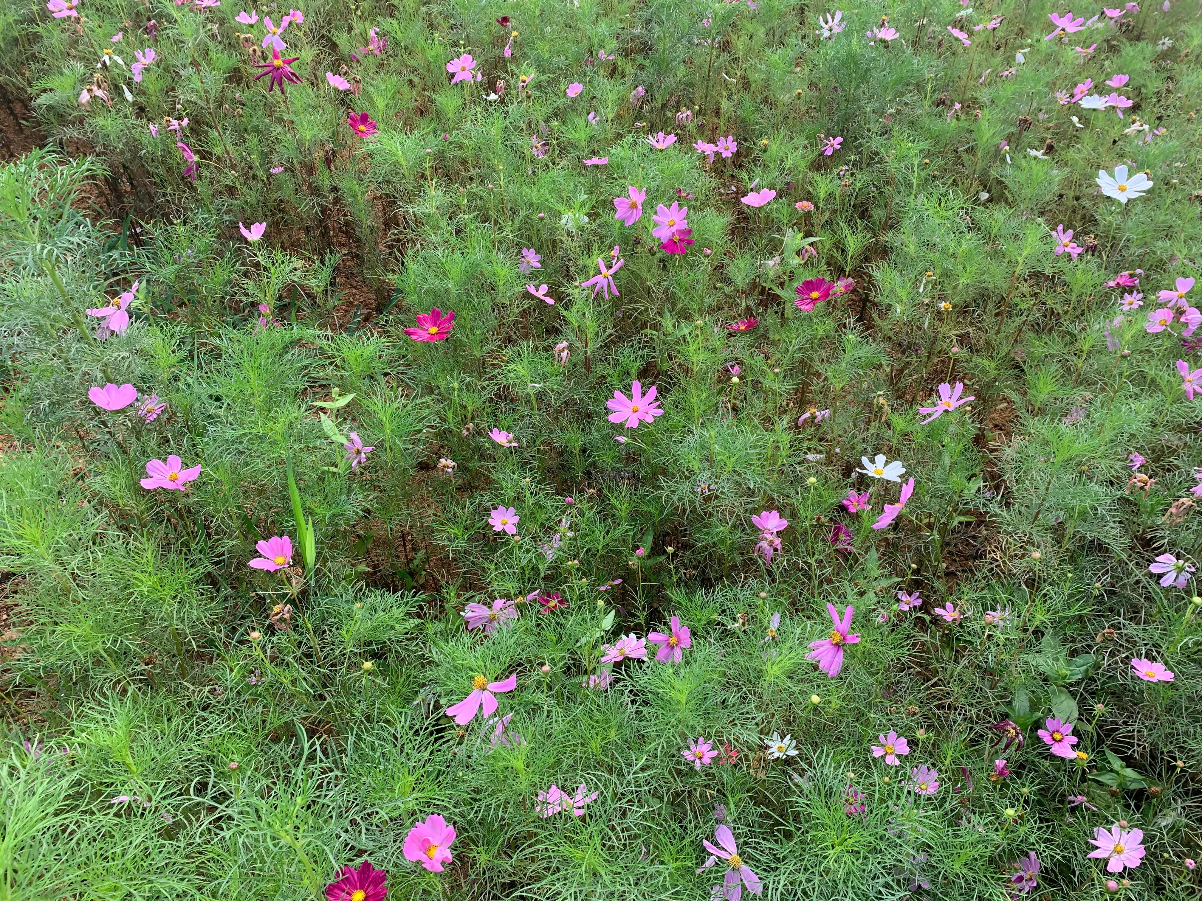 夫妻打不还手骂不还口能做到吗,现实社会还有让人打不还手的事