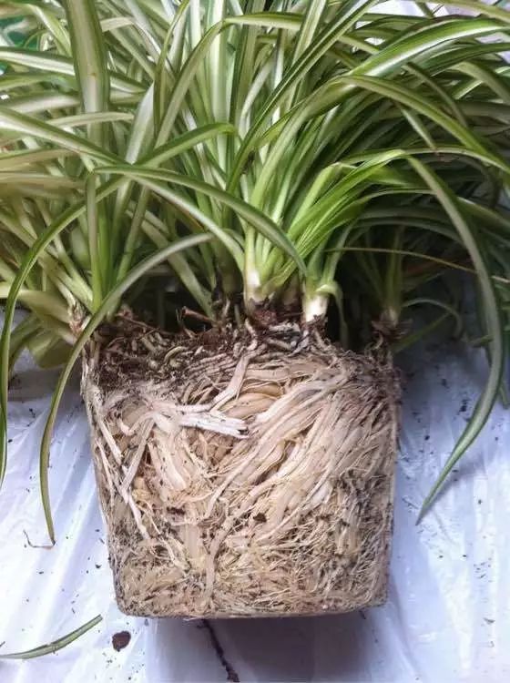 十大最旺办公室的小型绿植,40款超治愈的家居绿植