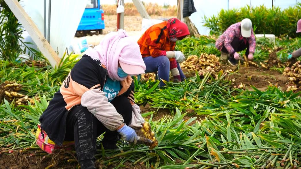 种植生姜能致富吗,种植生姜致富新亮点
