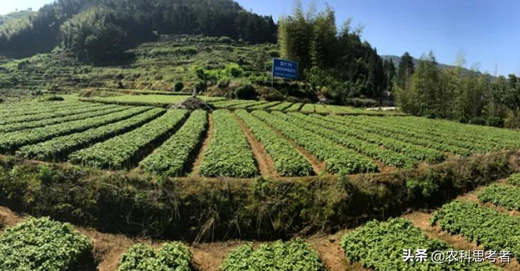 农民专业合作社发展历程,农民合作社发展什么模式