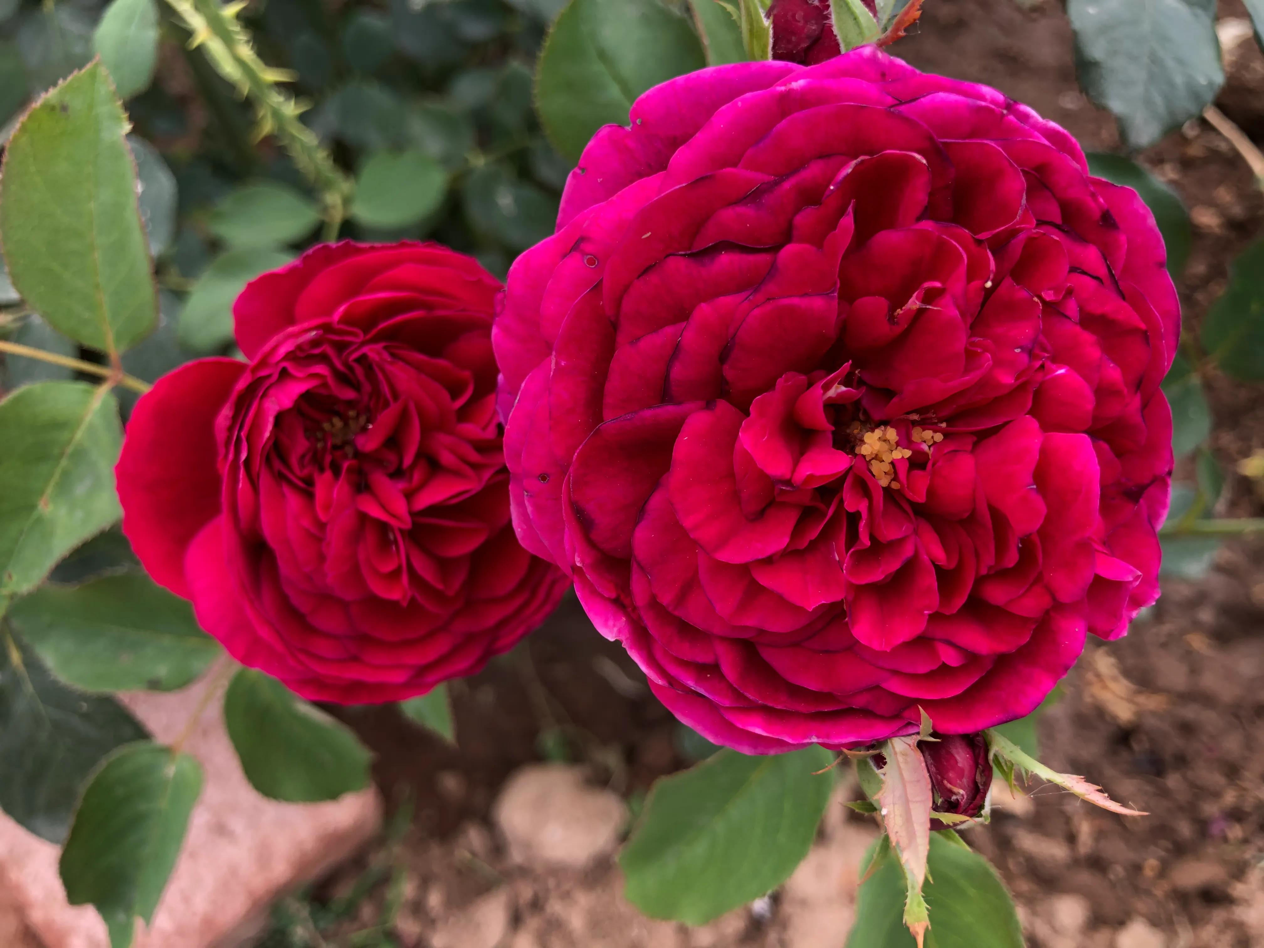 因好奇紫黑色秋花入手的月季皇宫，没想到春花和夏花这么雍容华贵