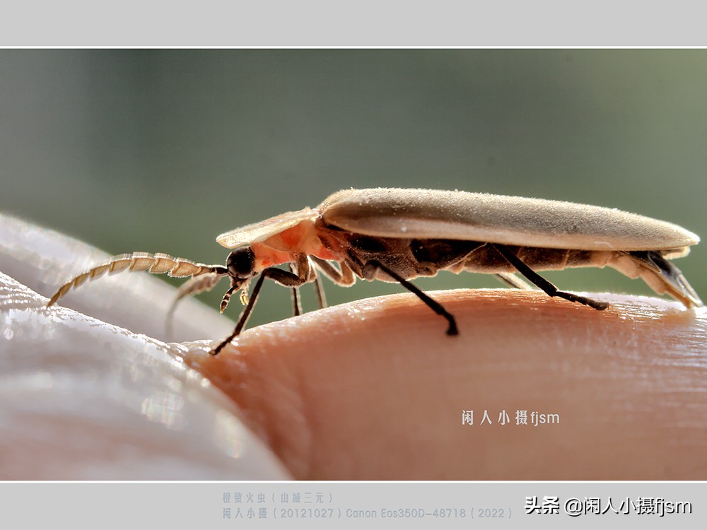 近距离拍摄昆虫小动物,常见昆虫微距摄影活动