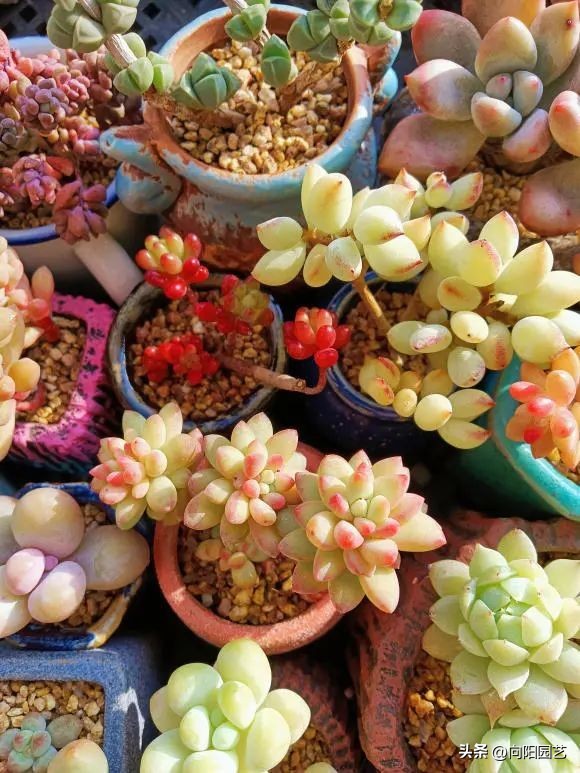多肉质量有区别，能买北方的，不买南方的，养过就知道了
