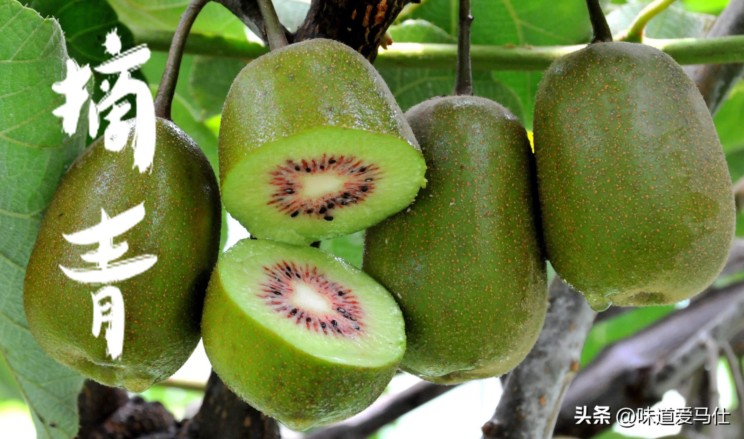国内最好吃的猕猴桃产地,中国最好吃猕猴桃在哪里