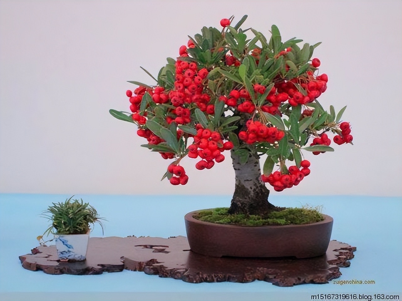 火棘红艳艳,小丑火棘盆景养殖方法和注意事项