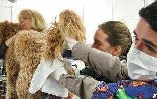 如何给泰迪狗清理肛腺,如何清理泰迪幼犬排泄腺