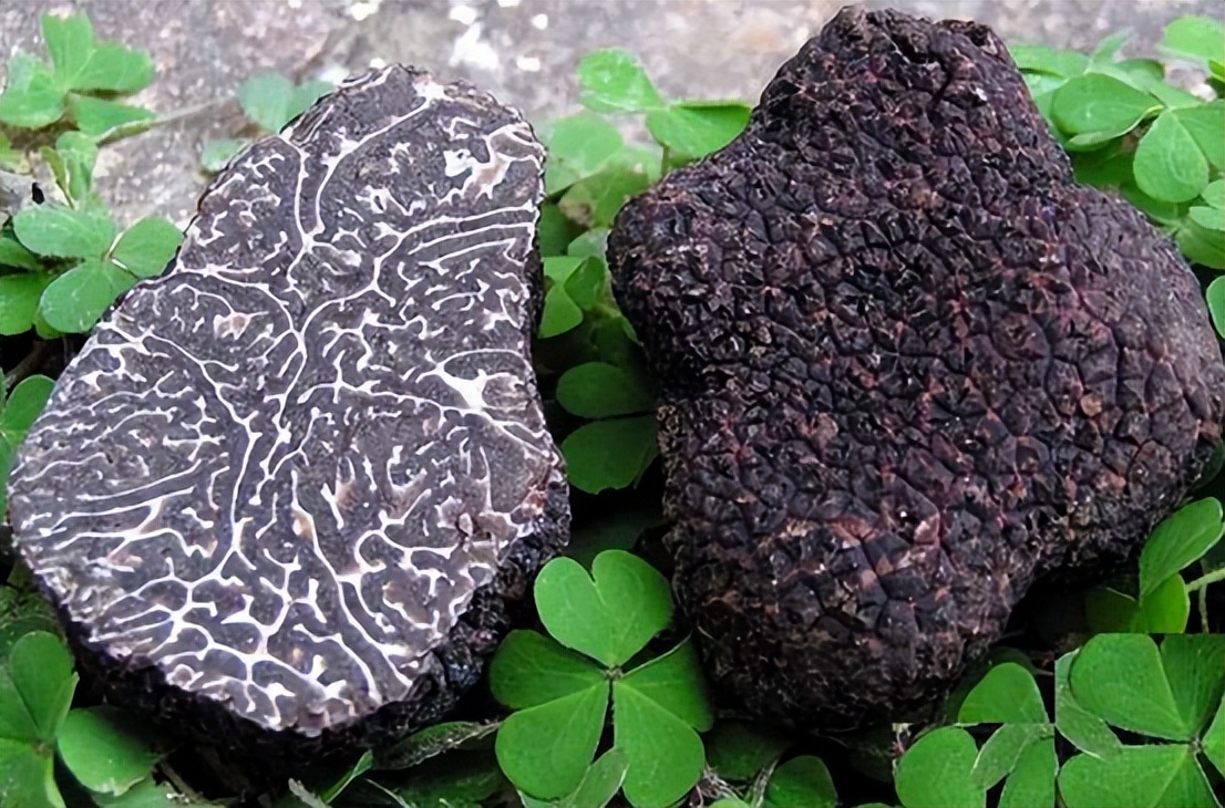 以前猪吃的菜叫什么,松露是顶级食物吗