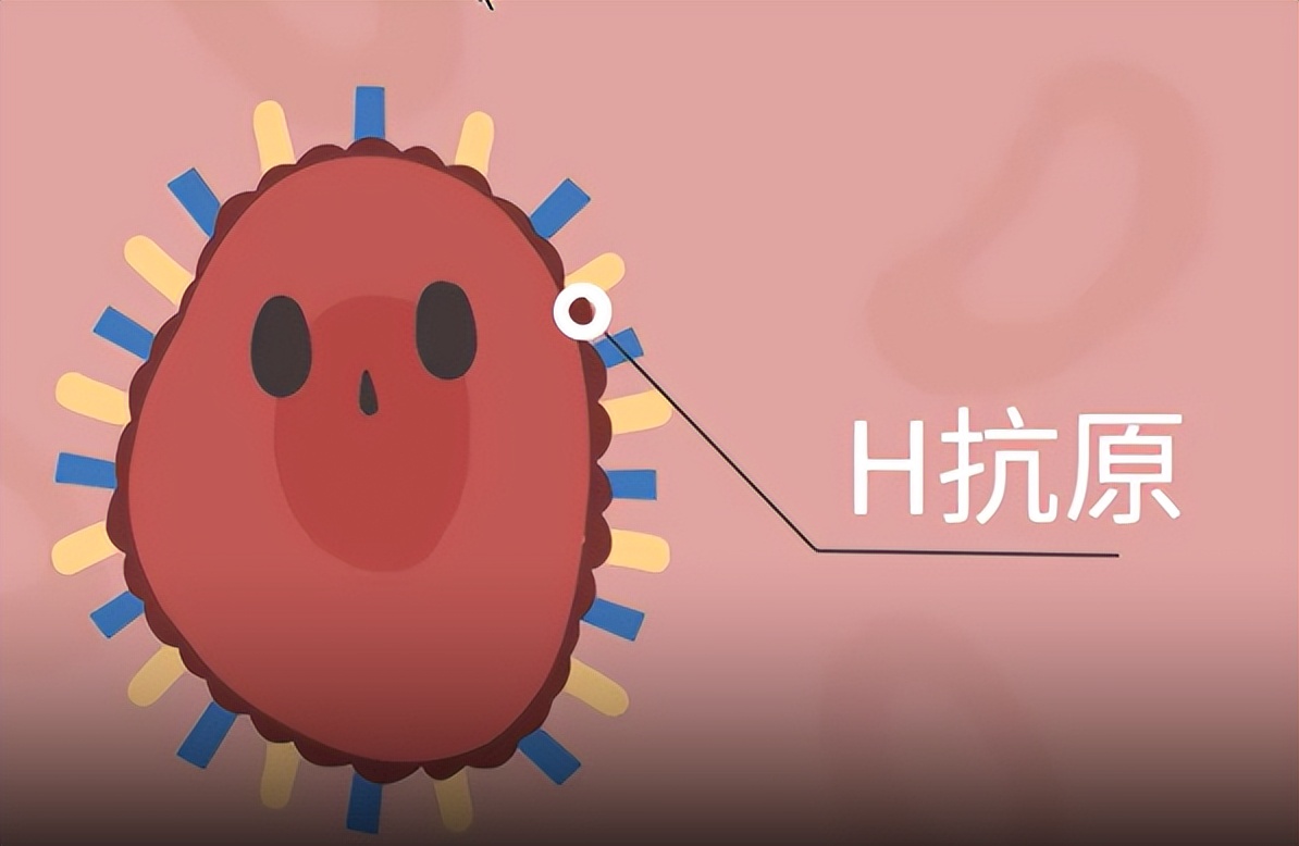 海贼王中24个有趣的冷知识,海贼王里传说中的大秘宝分析