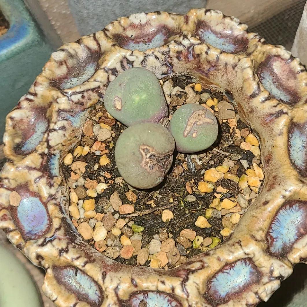 肉锥蜕皮要断水吗,肉锥什么时候蜕皮