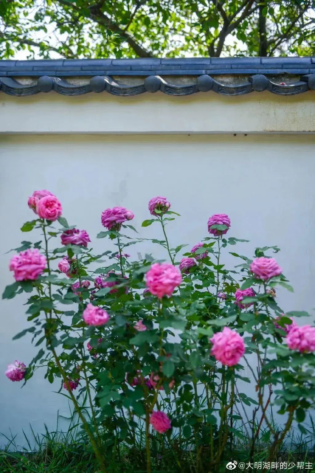 月季花开娇艳无比,月季花开得正烂漫