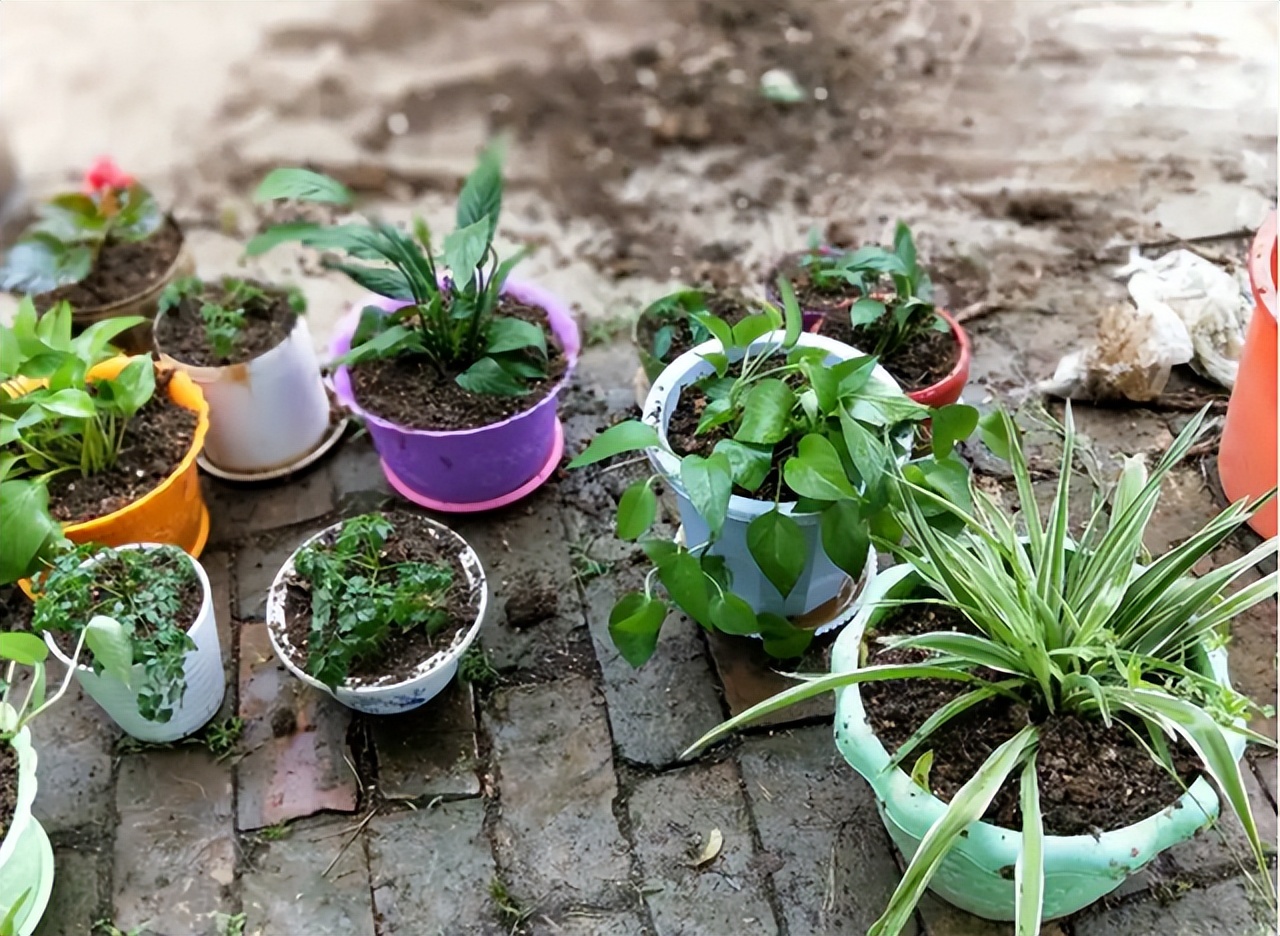 最旺家庭的6种花你家里有吗,家里有这6种花