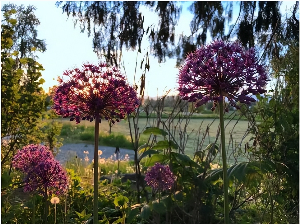 涓浗缇庡コ鍐滃満,涓浗濂冲啘鍦轰富