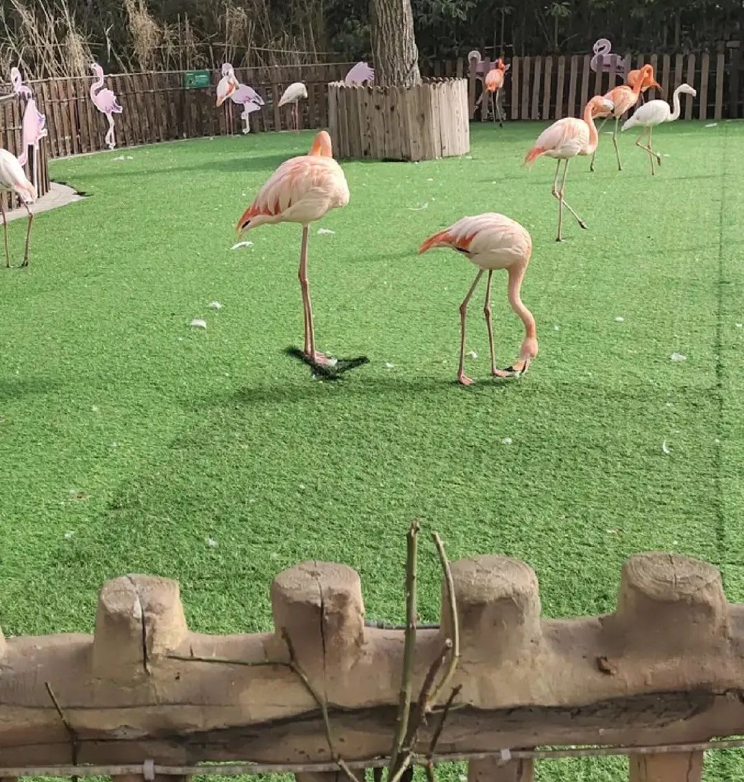 上海野生动物园建议周六周天去吗,上海野生动物园通玩一日游攻略