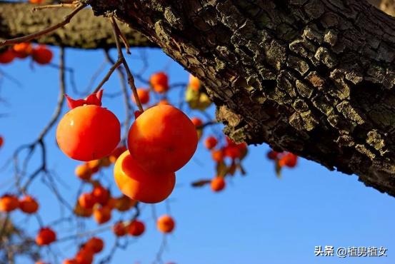 富不富门前栽这六棵树,富不富门前三棵树