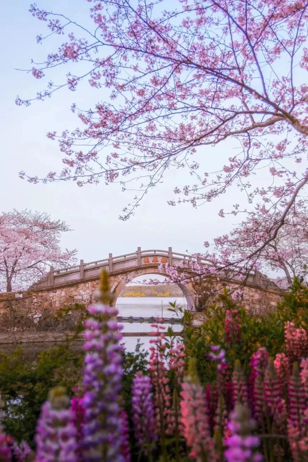 日本100个最佳樱花景点,日本十大樱花景点