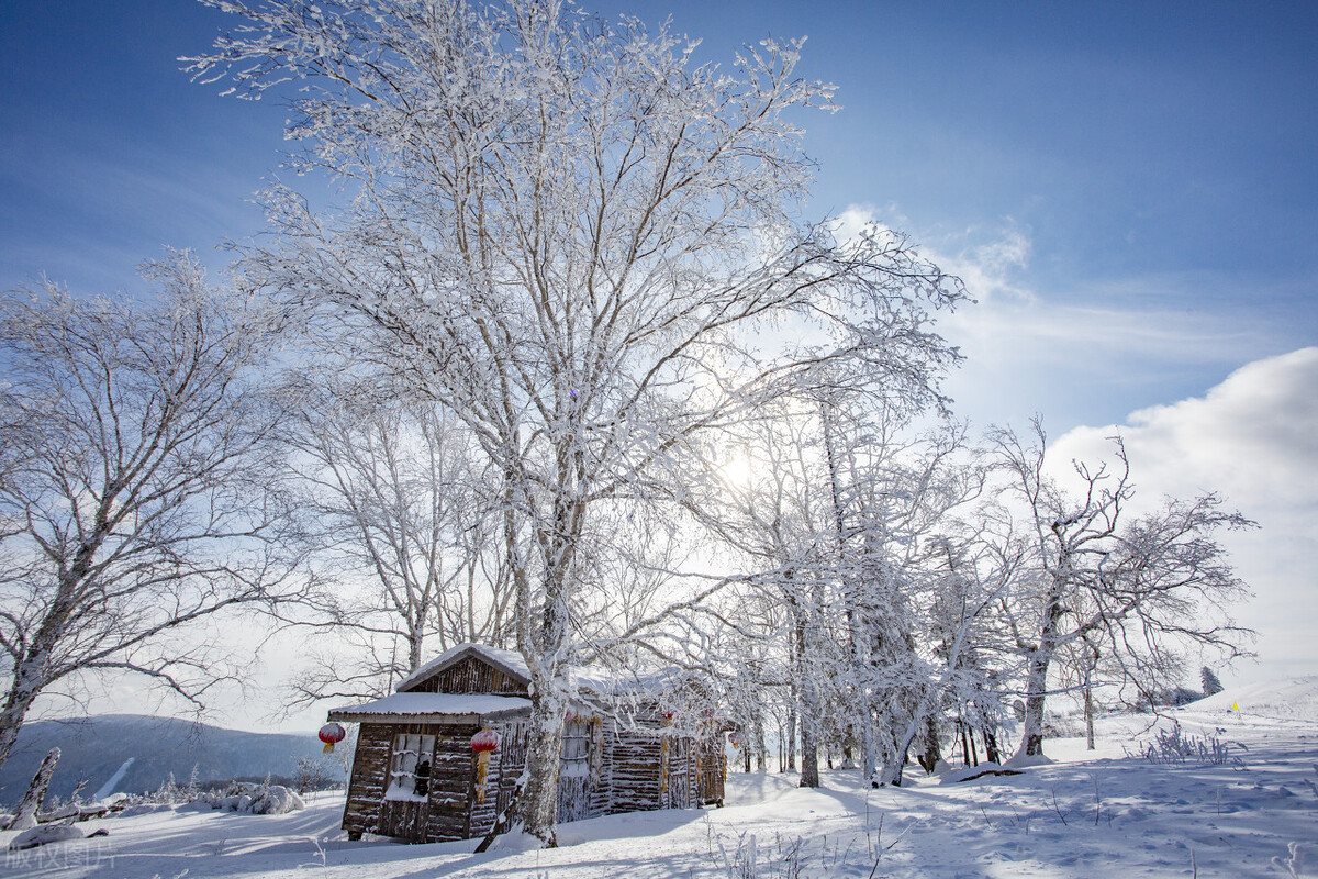 东北冻梨甘甜多汁,冻梨怎么吃有止咳效果