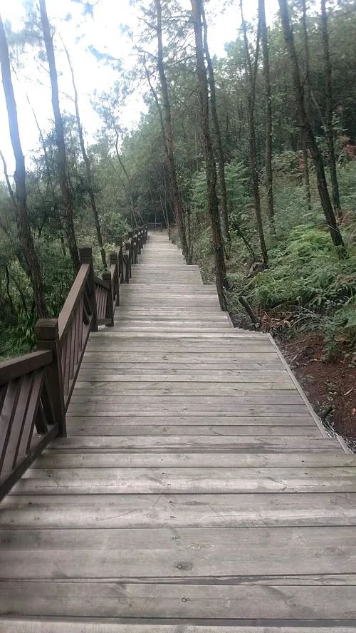 漫步山林空气清新,重庆森林步道