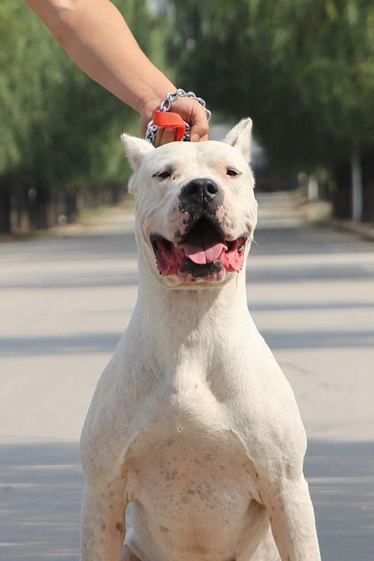 为什么说养狗一定要养大狗,杜高犬十个不养的理由