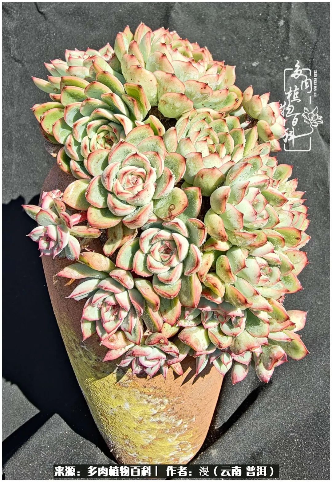 云南的冬天没有云！养肉七年，不谈得失，只论陪伴！