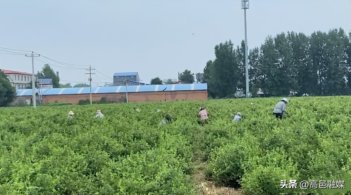农村致富带头人在乡村振兴总结,乡村振兴战略助农脱贫致富奔小康