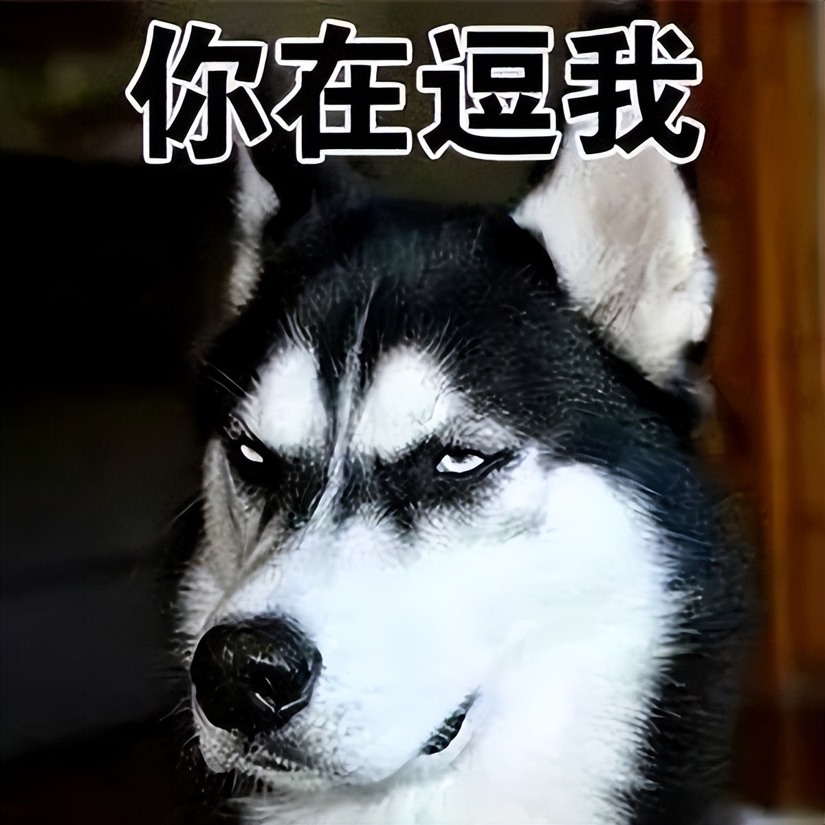 哪种狗最好养又省钱又可爱,什么狗好养还不掉毛还不贵