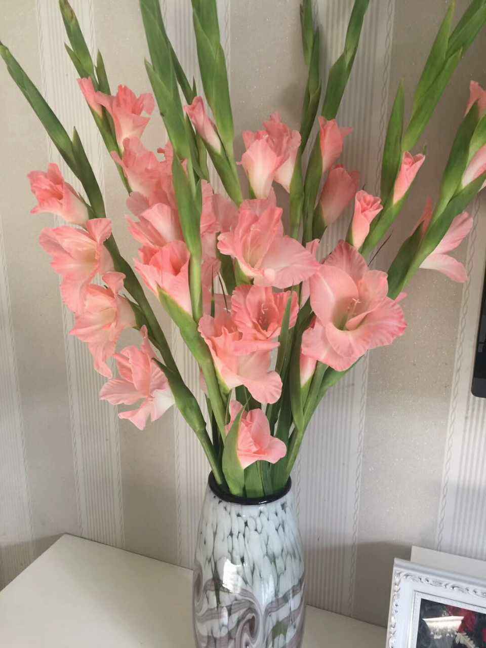 “切花之魁”，不要花大价钱去买了，自己种真的很方便