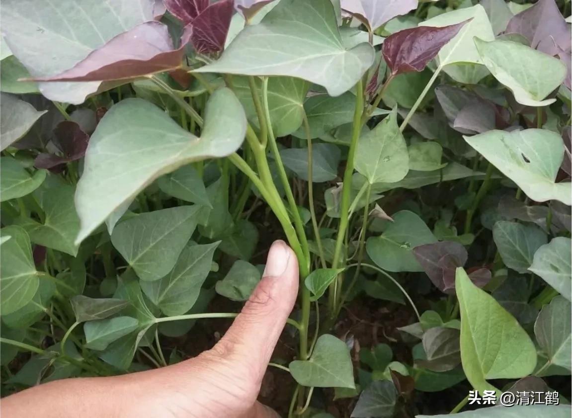 人称“蜂花醇”，有“9大增产用途”，对照使用，可提质增效