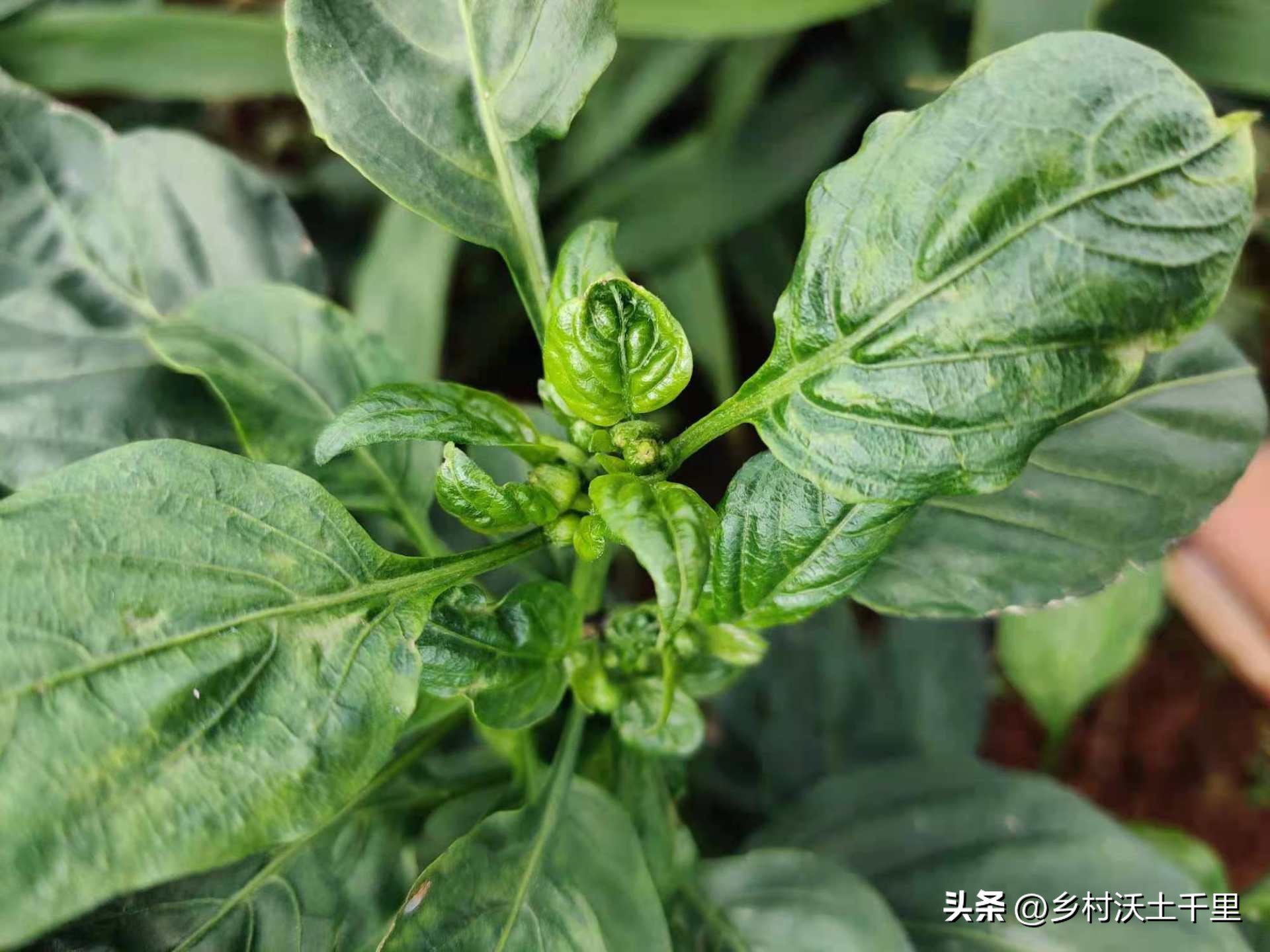 辣椒苗叶子卷起来是怎么回事,辣椒叶子卷起来了是什么原因