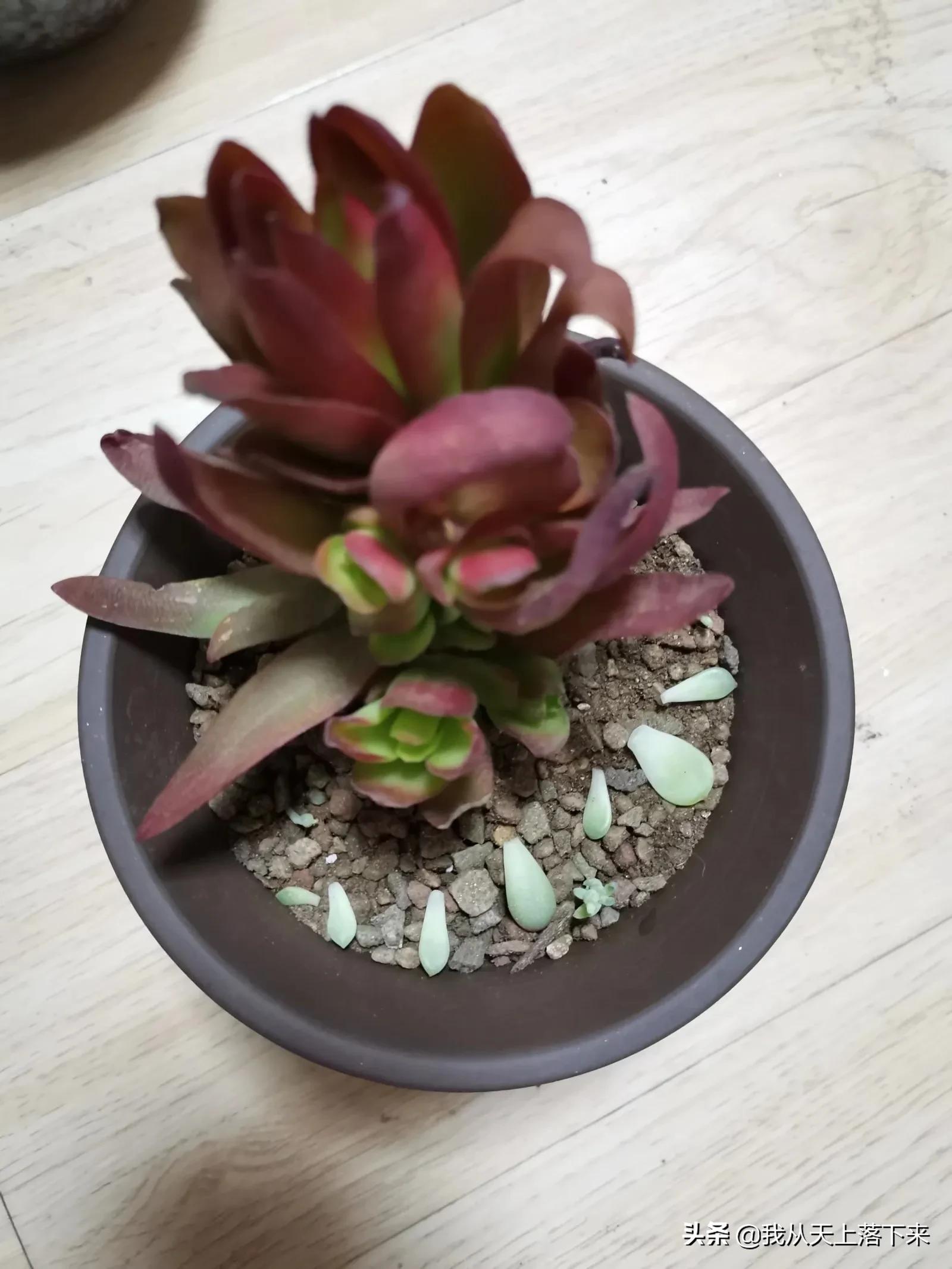 多肉品种及图片大全欣赏,多肉品种辨别图片大全欣赏