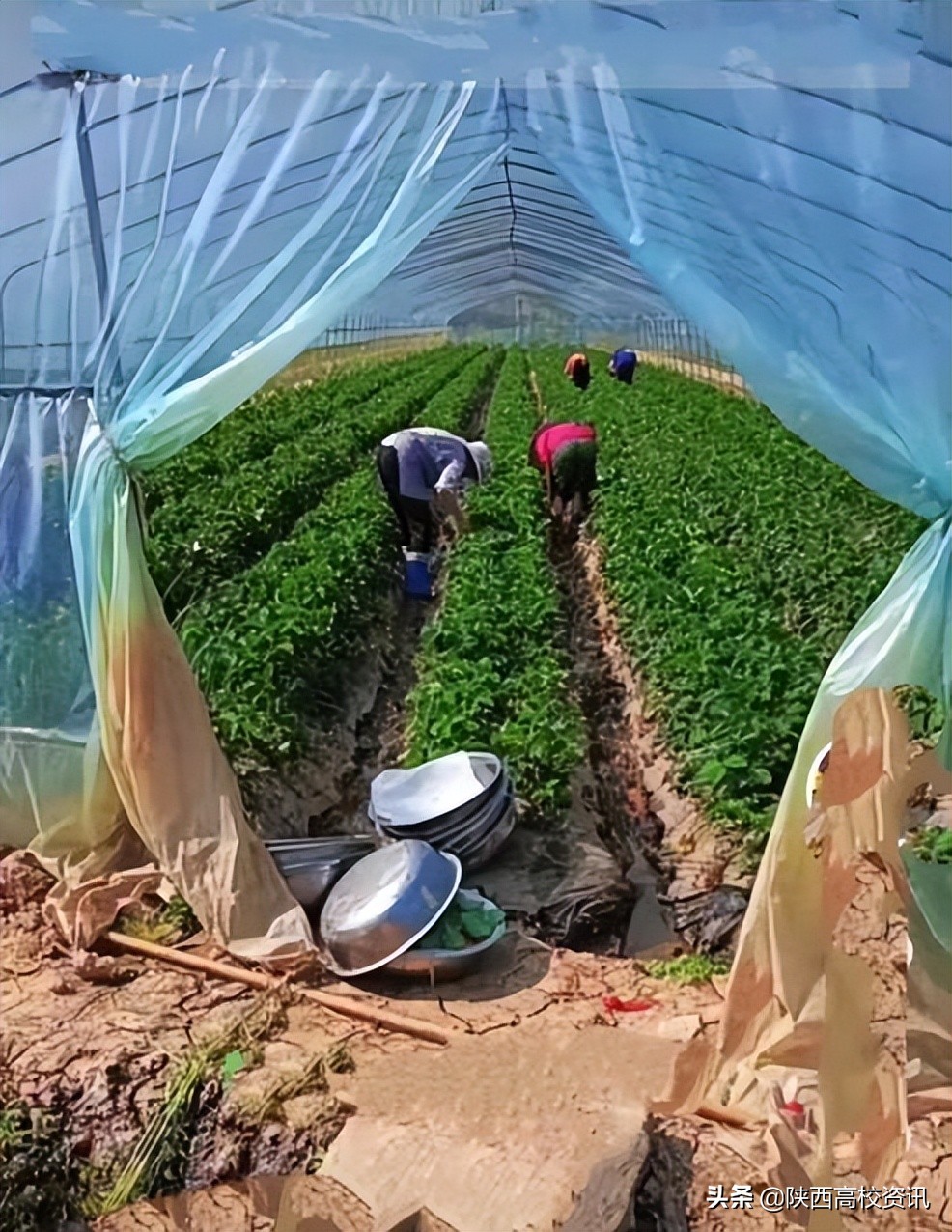 农业高校大学生服务乡村振兴方式,大学生创新创业团队乡村振兴