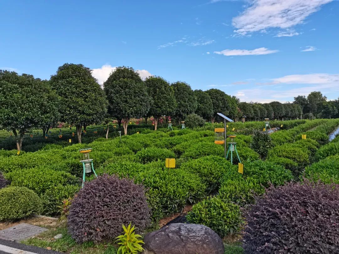 茶叶产品执行标准的分类,茶叶国家质量标准最新