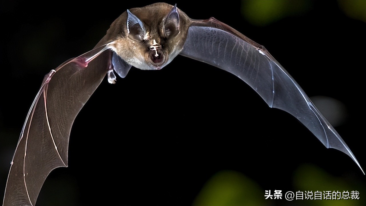 鸭：一鸭战四虎？弹射胜航母？鸭子的真相，也许超乎你的想象