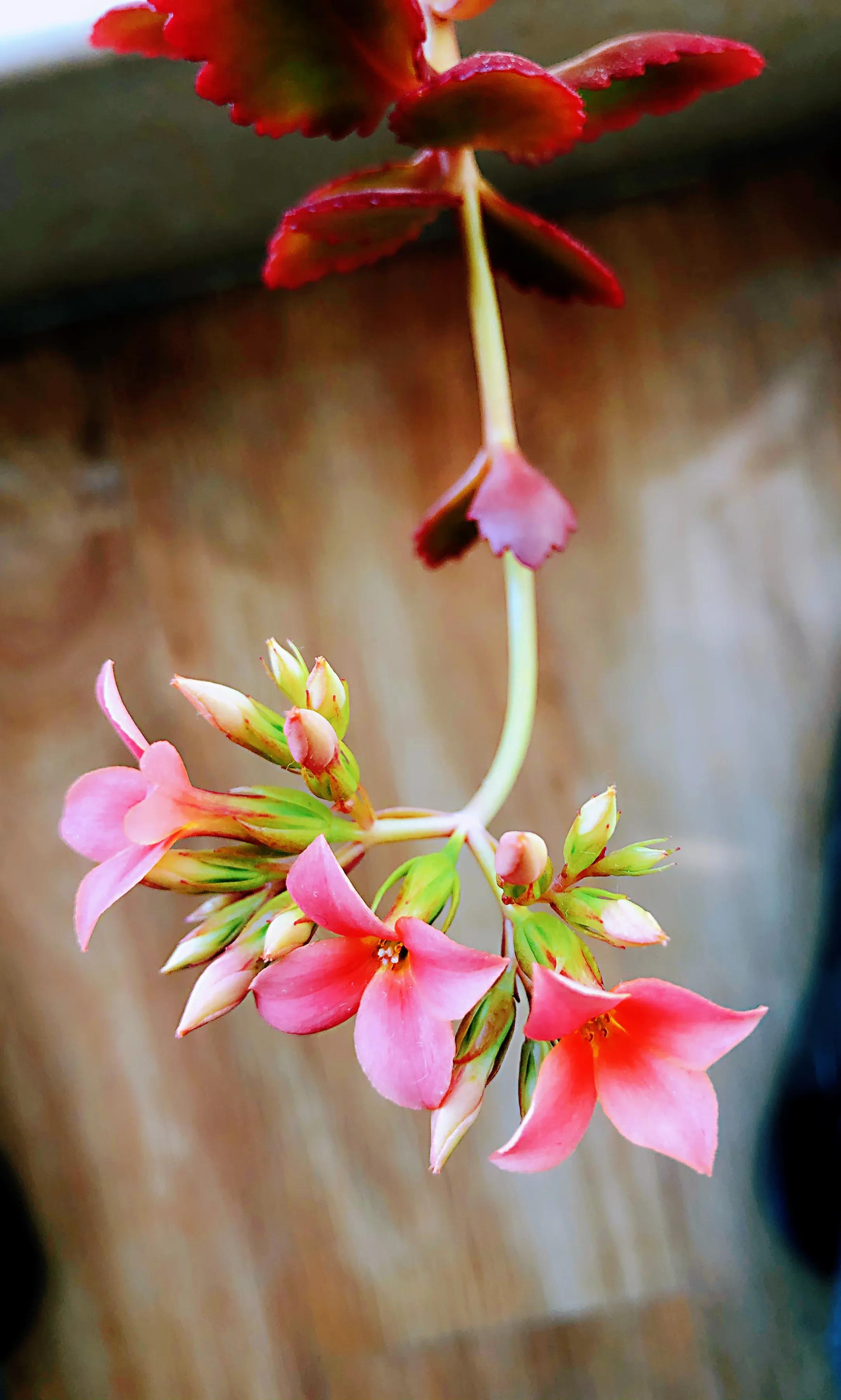 家里养什么花儿好养活,家里养的花儿图片
