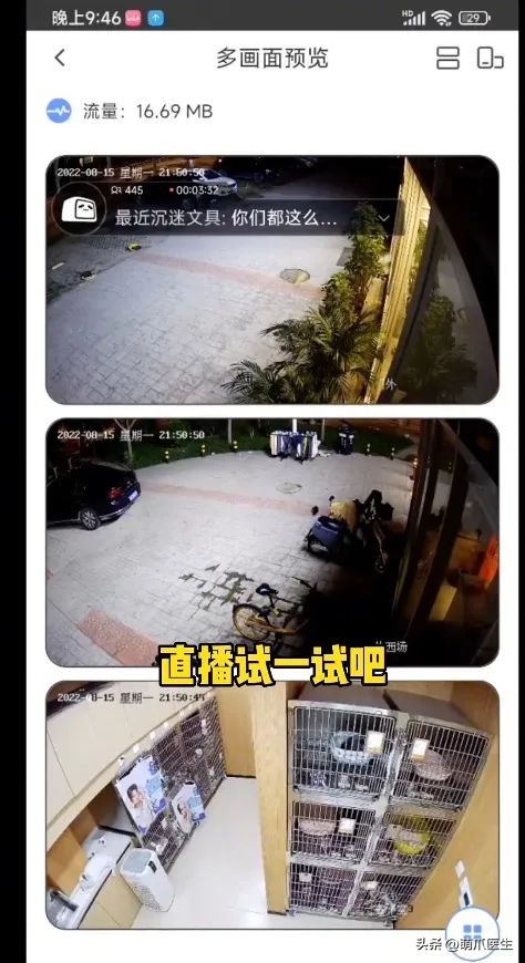 猫德学院被收养的猫咪现状,猫德学院关于遗弃猫咪的声明