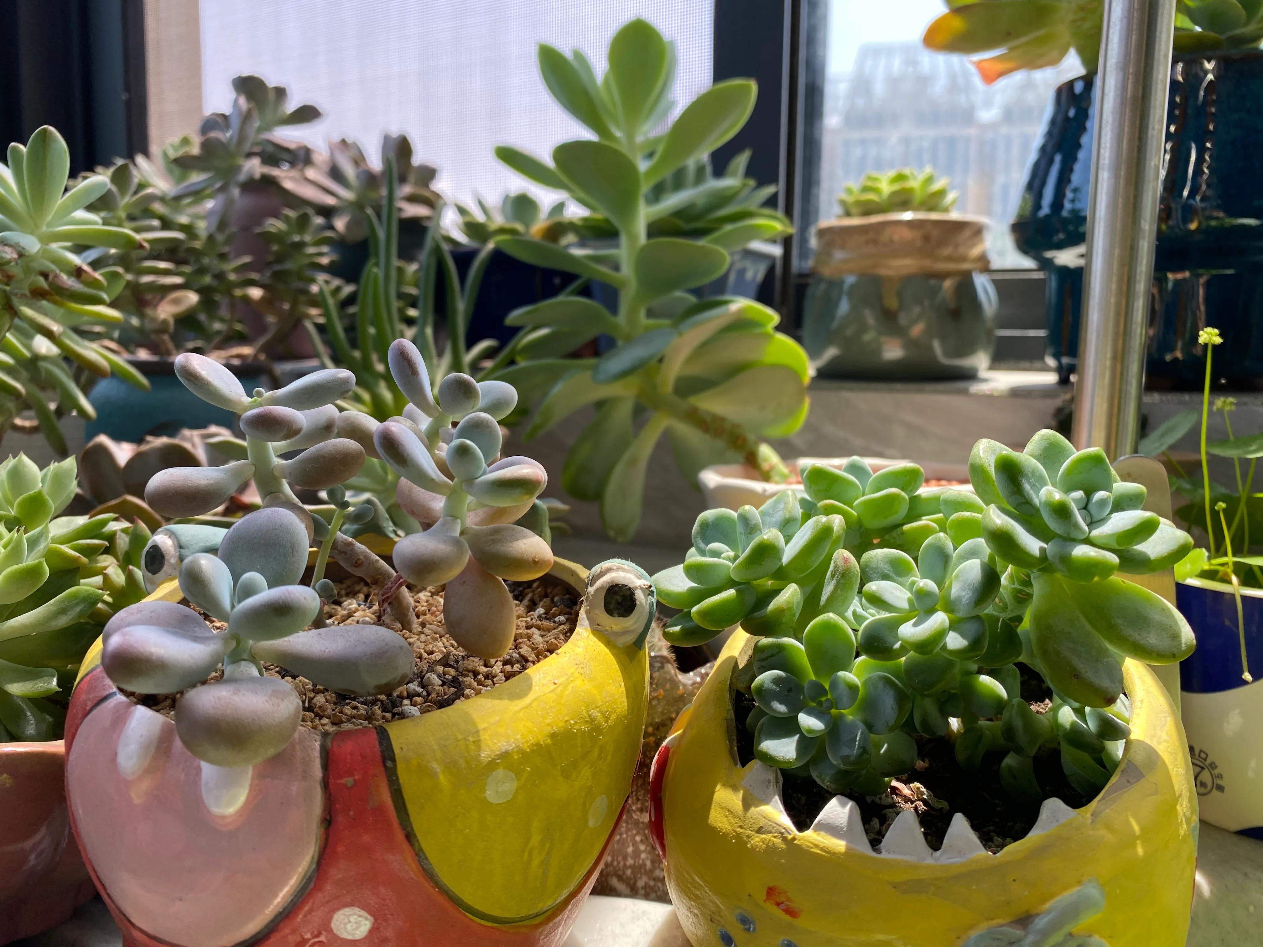 五月的颜色作文,五月的颜色对照表