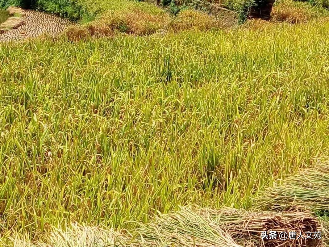 唐人五言,唐人诗文