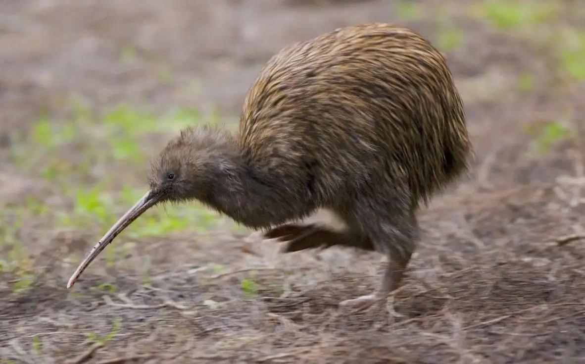 猕猴桃致富的秘密,中国进口的猕猴桃