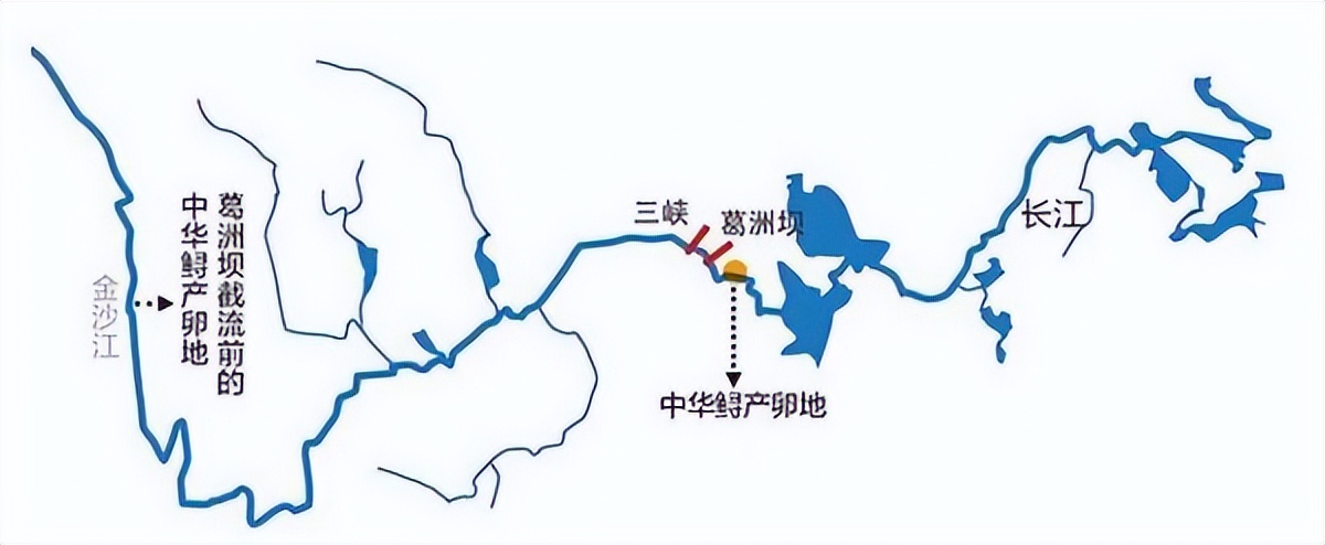 中华鲟还有多少只,中华鲟目前还存在多少只