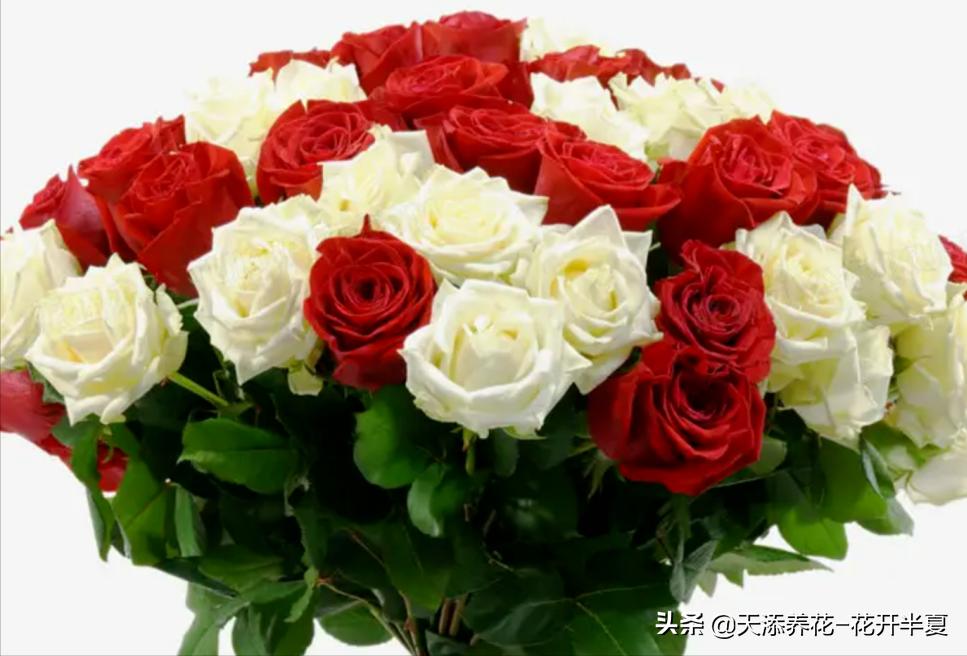 不同颜色玫瑰花的花语和寓意,不同颜色的玫瑰花代表什么含义