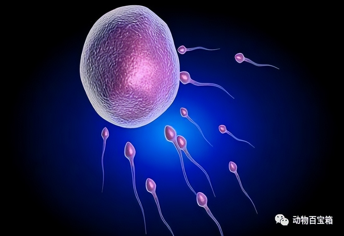 人类卵细胞和精子结合,人类卵子结合过程